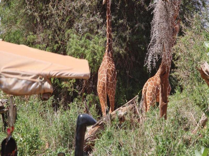 Saruni Samburuヴィラ エクステリア 写真